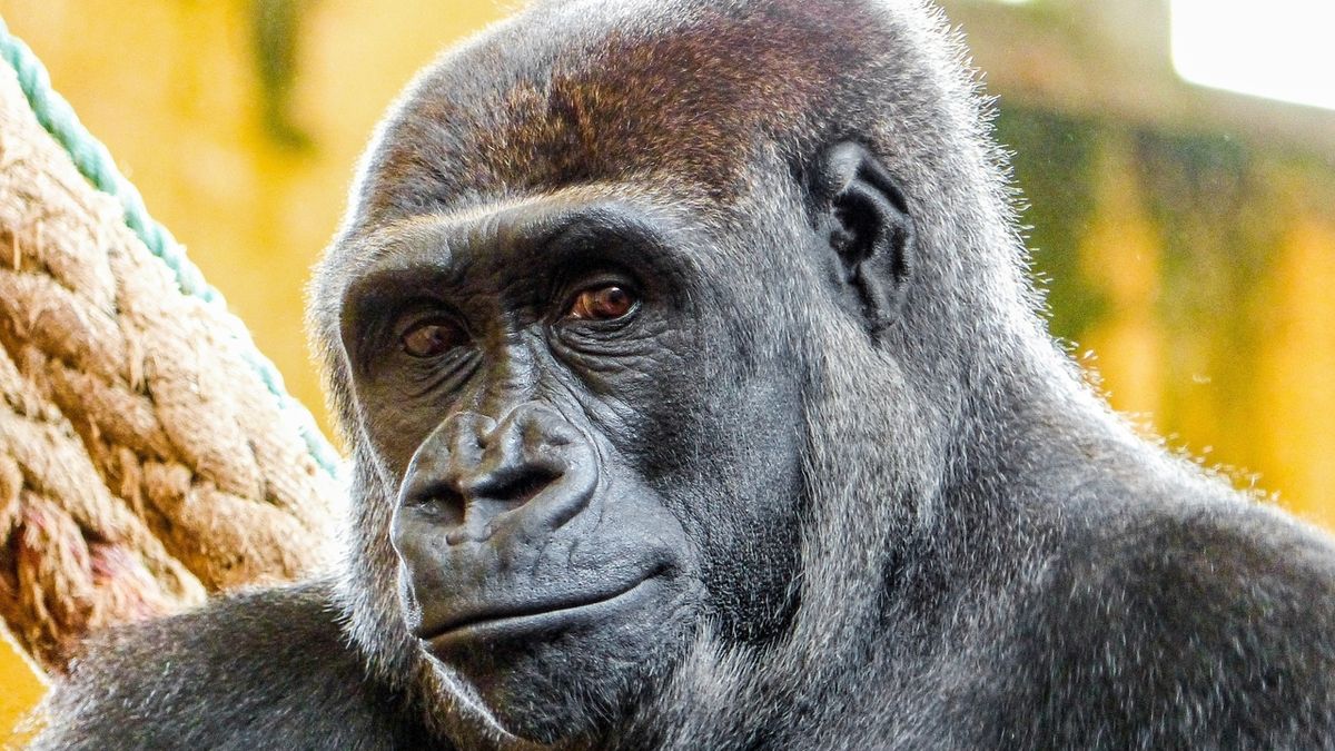 Skupina goril v pražské zoo se rozroste, dorazí i dcera slavné Moji